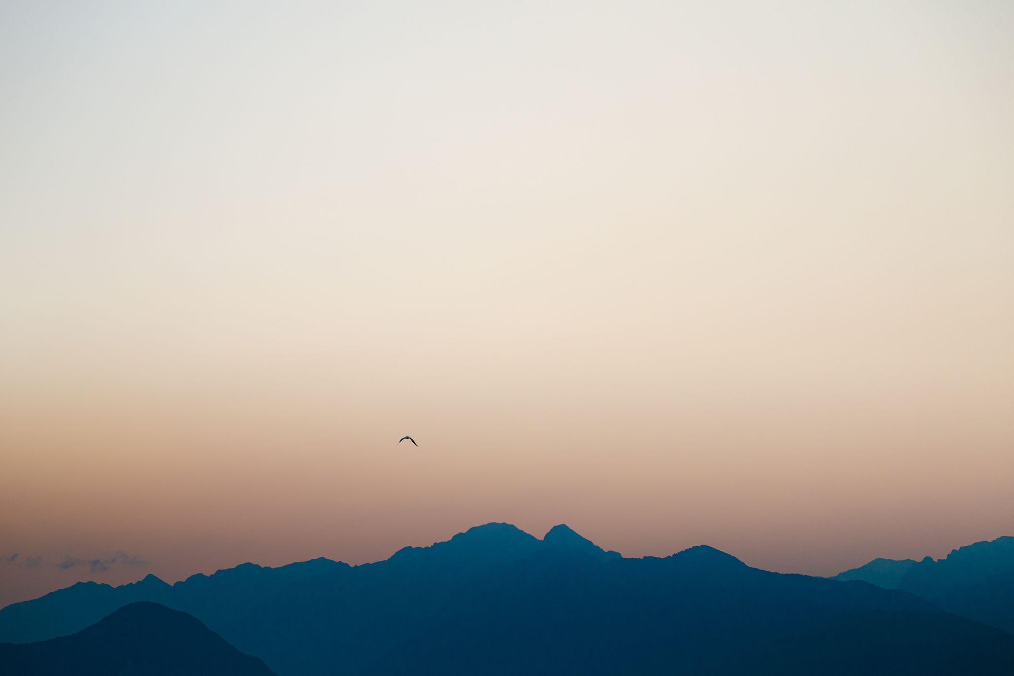 A lone bird crossing a peach and pink dusk sky above a blue mountain ridge